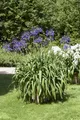 Agapanthus africanus, Schmucklilie, blau, ca. 9x9 cm Topf