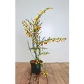 Cytisus Scoparius Besenginster Dragonfly 30-40 cm