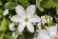 Clematis viticella 'Huldine', Waldrebe, weiß, 60–100 cm