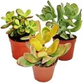 Exotenherz Geldbaum-Set 3 Verschiedene Crassula-Arten im 12cm Topf