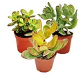 Geldbaum-Set, 3 verschiedene Crassula-Arten im 12cm Topf