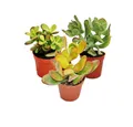 Exotenherz Kaktus Geldbaum-Set, 3 verschiedene Crassula-Arten im 12cm Topf