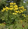 Fallschirm Rudbeckia Herbstsonne - Rudbeckia nitida