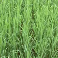 Sandhafer Avena strigosa Rauhafer 25 kg Gründüngung Gründünger bei Obstbau