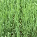 Sandhafer Avena strigosa Rauhafer 25 kg Gründüngung Gründünger bei Obstbau