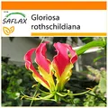 SAFLAX - Garden in the Bag - Afrikanische Kletterlilie - 15 Samen - Mit Anzuchtsubstrat im praktischen, selbst aufstellenden Beutel - Gloriosa rothschildiana
