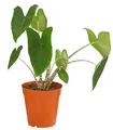 Dehner Pfeilblatt, Alocasia zebrina, gestreifte Stängel, 60-70 cm inkl. Pflanztopf, Ø Topf 15 cm, Zimmerpflanze