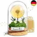 inyeskon Wunscherfüller mit LED Licht, Echte Pusteblume im Glass, Ewig
