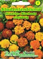 Studentenblume niedrige Mischung 'Tagetes patula nana' 566498