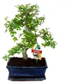 Bonsai Chinesische Ulme - Ulmus parviflora - ca. 8 Jahre