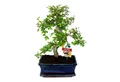Exotenherz Zimmerpflanze Bonsai Chinesische Ulme - Ulmus parviflora - ca. 8 Jahre