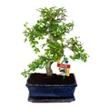 Exotenherz - Bonsai Chinesische Ulme - Ulmus parviflora - ca. 8 Jahre