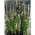 Clematis Viticella Alba Luxurians Weiß-Grün 100–150 cm