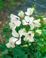 Clematis viticella 'Alba Luxurians', weiß-grün, 100–150 cm