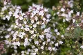 Origanum vulgare 'Compactum' 11x11 cm Topf – Winterhart, Mehrjährig, Pflegeleicht – Oregano – Küchenkraut für Topf & Kräuterbeet
