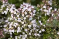 Origanum vulgare 'Compactum', Oregano, aromatisch, ca. 11x11 cm Topf