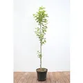 Diospyros Kaki Vaniglia Kaki Kakipflaume 125–150 cm