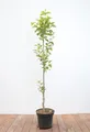 Diospyros kaki 'Vaniglia', Kaki Kakipflaume, 125–150 cm