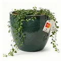 Teramico Blumentopf Pflanzgefäß "Egg Pot" Moosgrün – Ø 21 bis 48 cm – Frostfest (1 St), Frostfest, UV-Fest grün Ø 38 cm x 31 cm