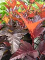 Physocarpus opulifolius Little Angel - Fasanenspiere Little Angel - 30-40cm