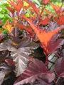 Physocarpus opulifolius Little Angel - Fasanenspiere Little Angel - 30-40cm