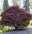 Roter Fächerahorn 125-150cm - Acer palmatum Atropurpureum - lebende Gartenpflanze aus den Baumschulen