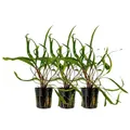 AquaOne Aquarium Pflanze 3 Stück Cryptocoryne balansae I Wasserpflanze Aquariumpflanze Rosette voll durchwurzelt einfach pflegeleicht Aquascaping Dekoration
