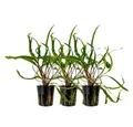 Aquaone Wasserpflanze Aquarium Pflanze 3 Stück Cryptocoryne balansae Topf Nr.309B
