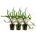 Aquarium Pflanze 3 Stück Cryptocoryne balansae Wasserpflanzen AquaOne Nr.309B