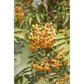 Sorbus Aucuparia Autumn Spire -R- Eberesche 100–125 cm