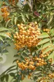 Sorbus aucuparia 'Autumn Spire' -R-, Eberesche, 100–125 cm