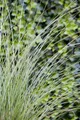 Miscanthus sinensis 'Gracillimus', Chinaschilf, ca. 11x11 cm Topf