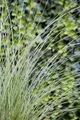 Pflanzen für Dich Gräser Miscanthus sin. Gracillimus, 1 St., Chinaschilf, Ziergras, Eulaliagras, schmalblättrig, herbstfärbung bronzerot