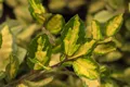 Elaeagnus pungens 'Maculata', Silberbeere, gelb-grün, 30–40 cm