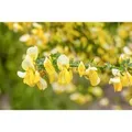 Cytisus Kewensis Niki Besenginster Cremeweiß 20–30 cm