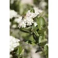 Aronia Prunifolia Nero Apfelbeere Schwarz 60–80 Cm