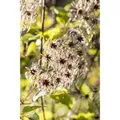 Clematis Tangutica Gelbe Blüten 80–100 cm