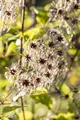 Pflanzen für Dich Kletterpflanze Clematis tangutica, 1 St., Gold-Waldrebe, Gold-Clematis, Tangutica-Waldrebe, gelbe Blüten, flauschige Samenstände