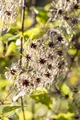 Clematis tangutica, gelbe Blüten, 80–100 cm