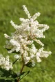 Pflanzen für Dich Staude Astilbe jap. Deutschland, 1 St., Prachtspiere, Japanische Prachtspiere