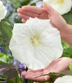 BALDUR Garten 1x Hibiskus 'Carousel Ghost', Pflanze im 9x9 cm-Topf, buschiger Wuchs, ideal für Kübel, riesige, schneeweiße Blüten, lange blühender Blickfang, pflegeleicht