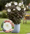 BALDUR Garten Staude Hibiskus 'Carousel Ghost®', 1 St., Blütenpracht, winterhart, mehrjährig, pflegeleicht