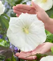 BALDUR Garten Hibiskus 'Carousel Ghost',1 Pflanze