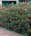 BALDUR Garten Hecken Ilex-Hecke 'Heckenfee®', 5 St., Stechpalme, immergrün, winterhart, blickdicht