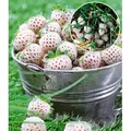 BALDUR Garten 4er Weiße Ananas-Erdbeere 'Natural White®', Pflanzen im Topf, 3x weiße Erdbeere & 1x rote Erdbeere Senga Sengana, winterhart, pfle...