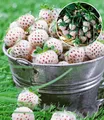 BALDUR Garten Obstpflanze Weiße Ananas-Erdbeere 'Natural White', 4 St., Selbstbefruchtend, winterhart, mehrjährig, pflegeleicht