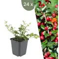 Plants by Frank | 24 Zwergmispel Pflanzen | Cotoneaster Dammeri | Bodendecker | Winterhart | Mehrjährig | Gartenpflanzen