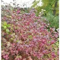 Roter Hartriegel Winter Beauty 40-60cm - Cornus sanguinea