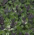 Echter Salbei Tricolor - Salvia officinalis - lebende Gartenpflanze aus den Baumschulen