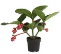 Dehner Medinille Flamenco, rosa-rote Blüten, ca. 45-55 cm, Ø Topf 17 cm, Zimmerpflanze